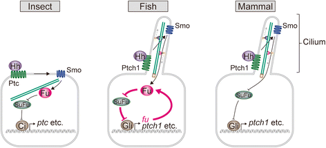 Figure 7