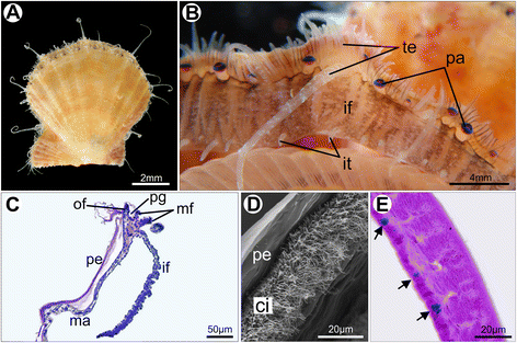 Fig. 10