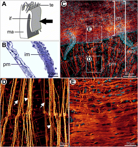 Fig. 12