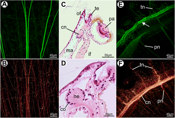 Fig. 13