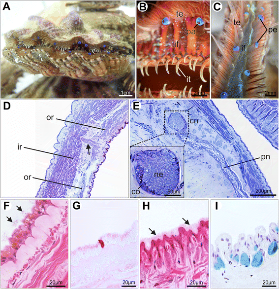 Fig. 14