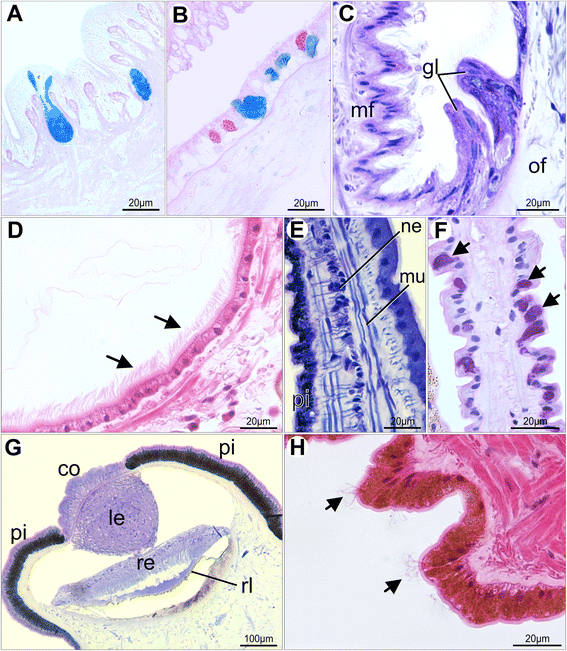 Fig. 15