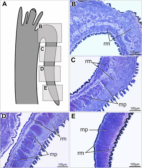 Fig. 16