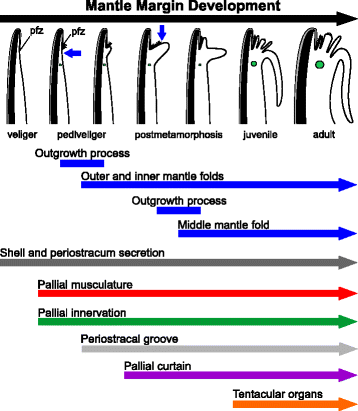 Fig. 17