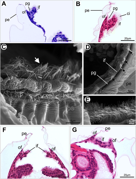 Fig. 9