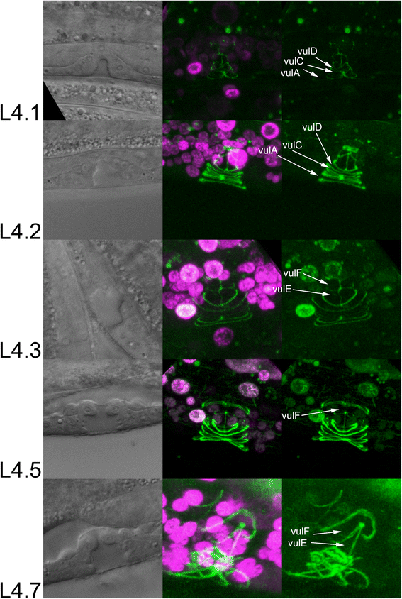 Fig. 5