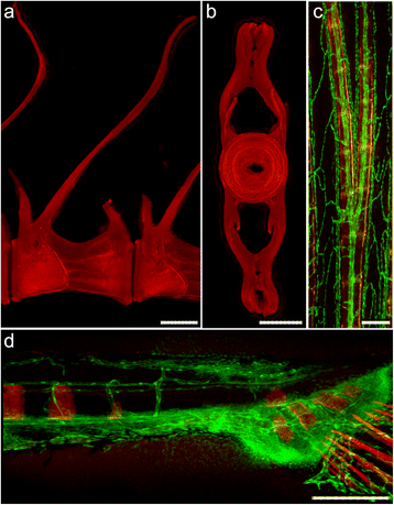 Fig. 5