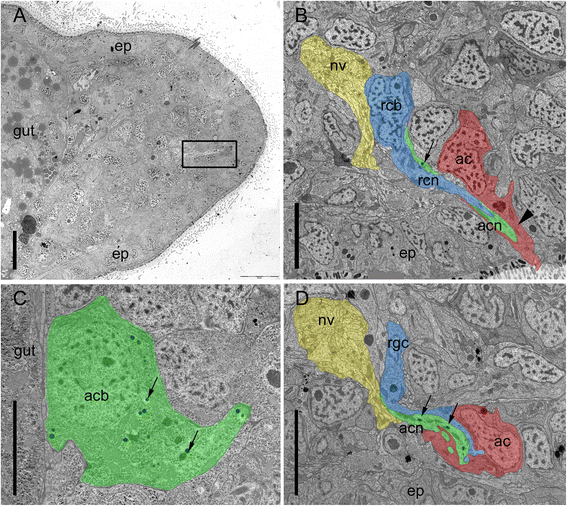 Fig. 5