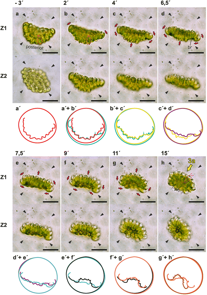 Fig. 3