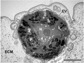 Fig. 9