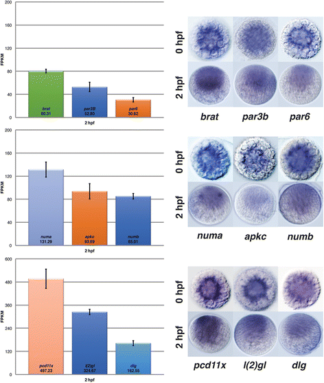 Fig. 8