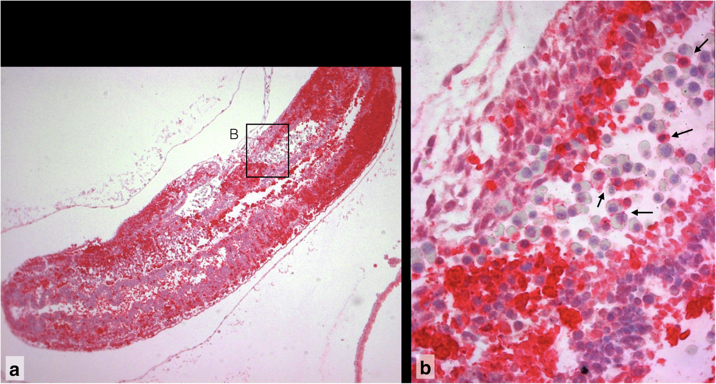 Fig. 6