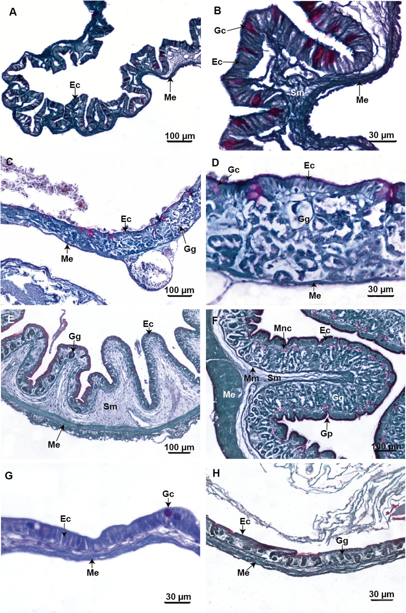 Fig. 5