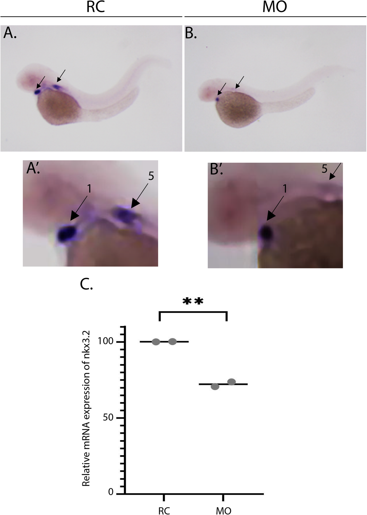 Fig. 2