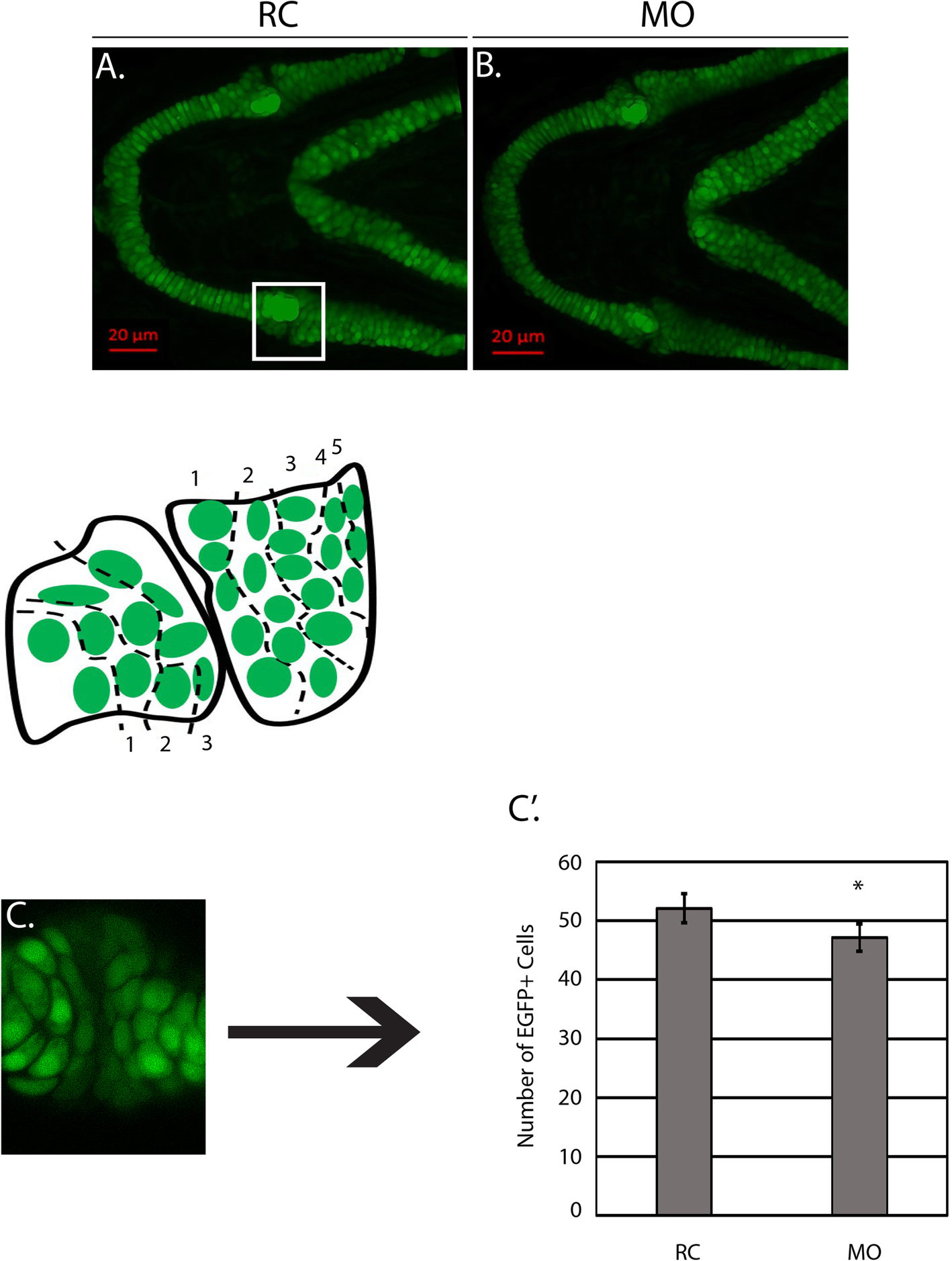 Fig. 7