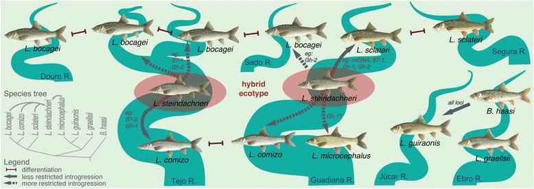 Fig. 10