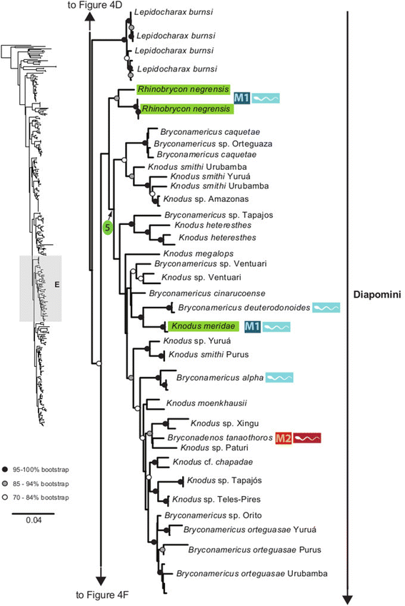 Fig. 8