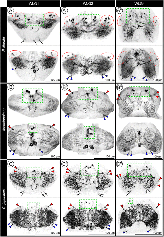 Fig. 5