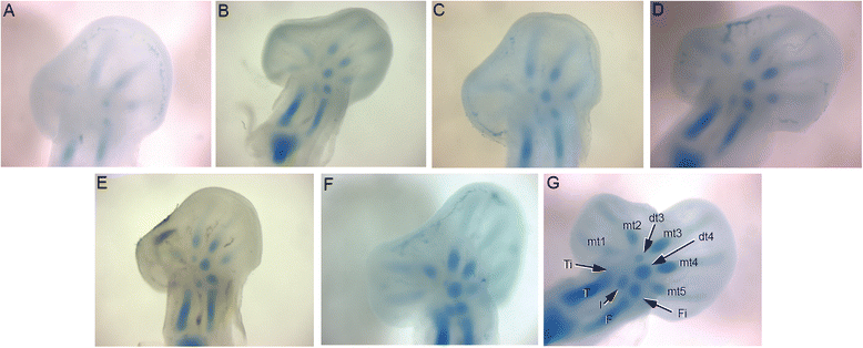 Fig. 12