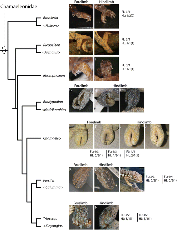 Fig. 18