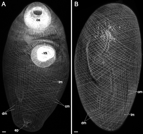 Fig. 12