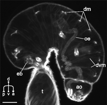 Fig. 21