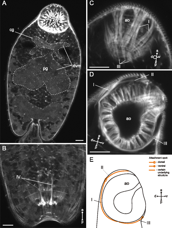 Fig. 22