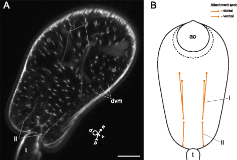 Fig. 23