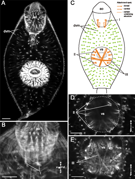 Fig. 26