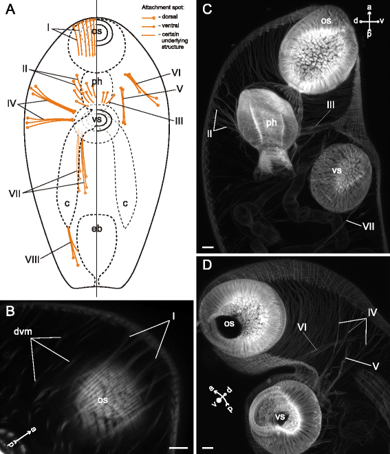 Fig. 30