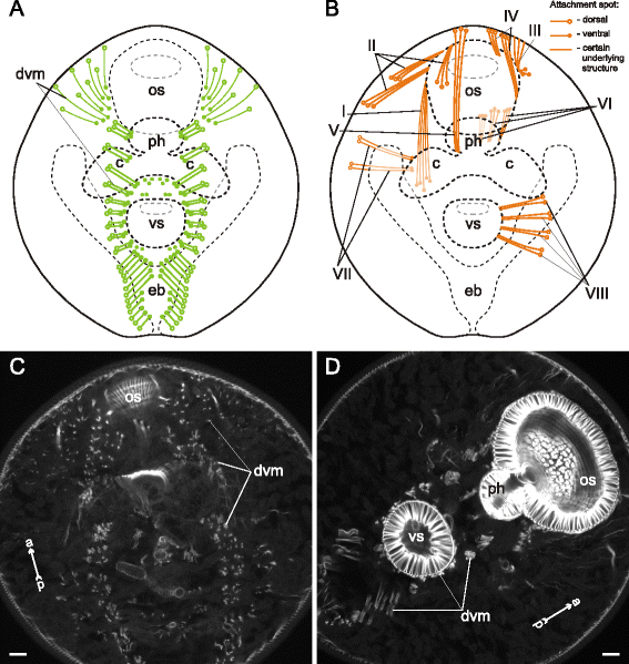 Fig. 32