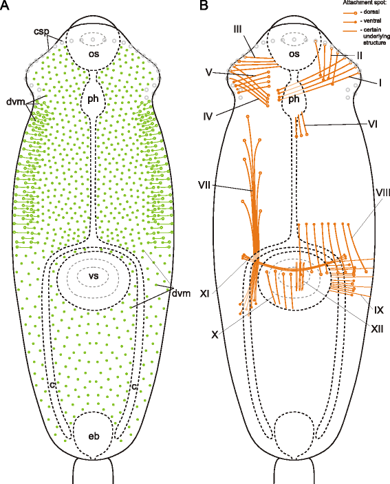 Fig. 34