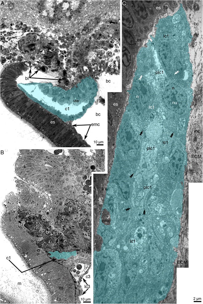 Fig. 12