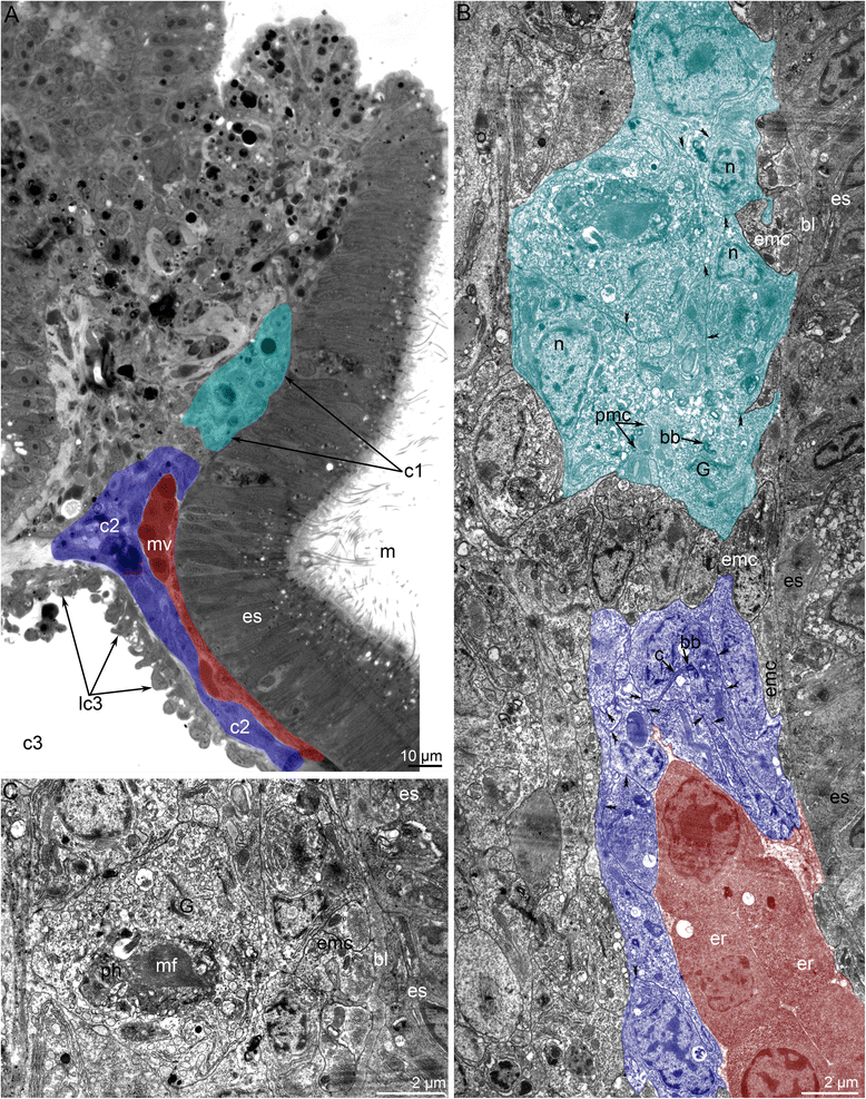 Fig. 13