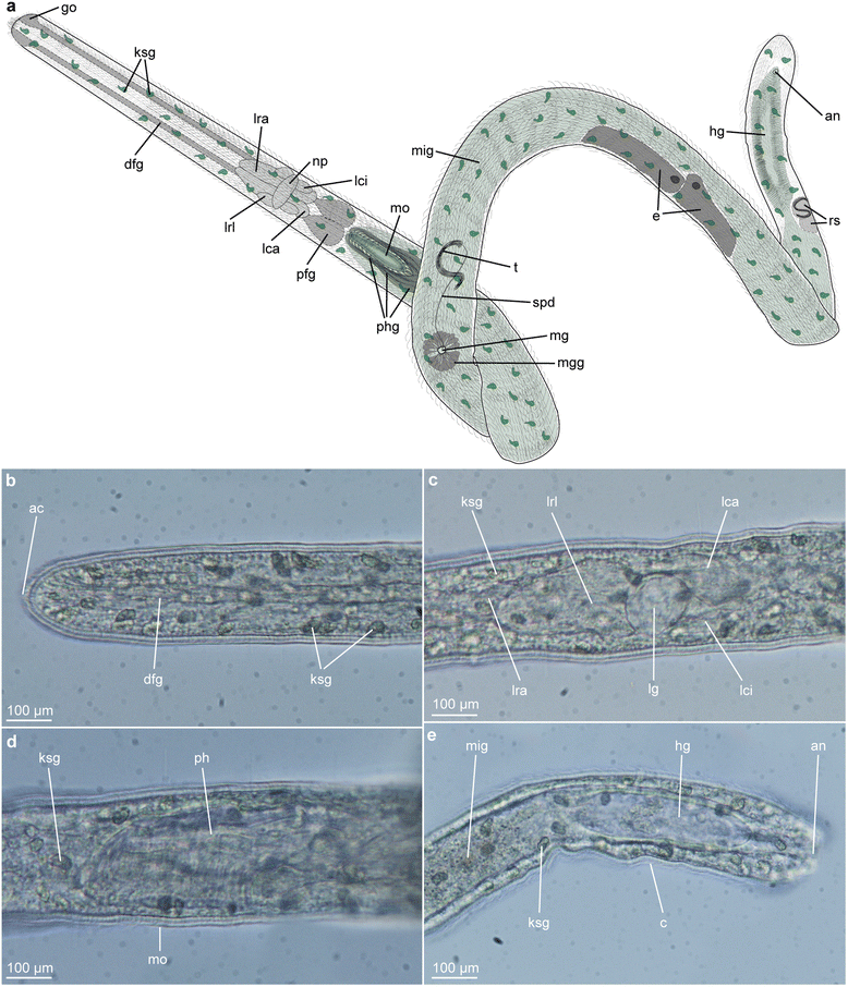 Fig. 9