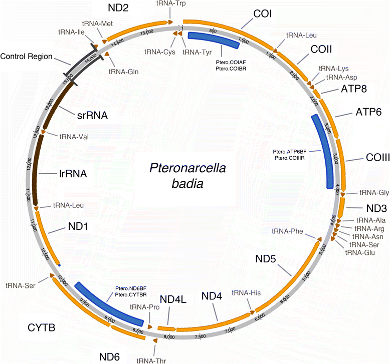 Fig. 1