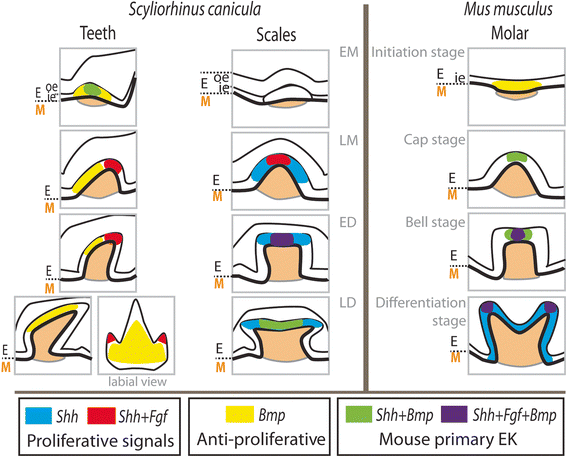 Fig. 8