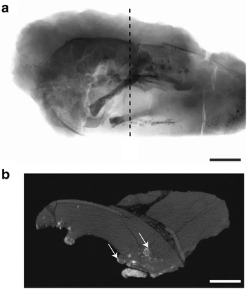 Fig. 3