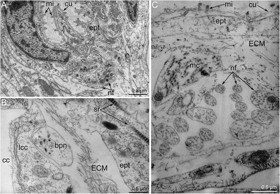 Fig. 13