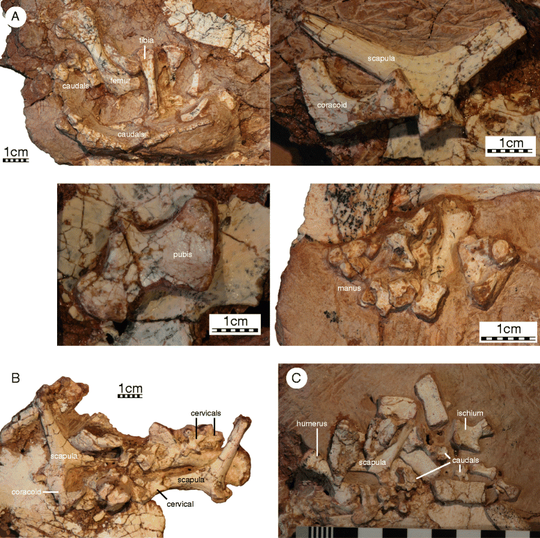 Fig. 7