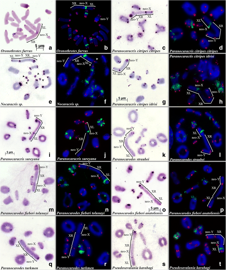 Molecular Cytogenetic Analysis Reveals The Existence Of Two Independent Neo Xy Sex Chromosome Systems In Anatolian Pamphagidae Grasshoppers Bmc Ecology And Evolution Full Text