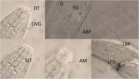 Fig. 6