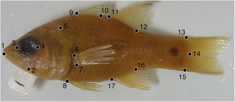 Fig. 1