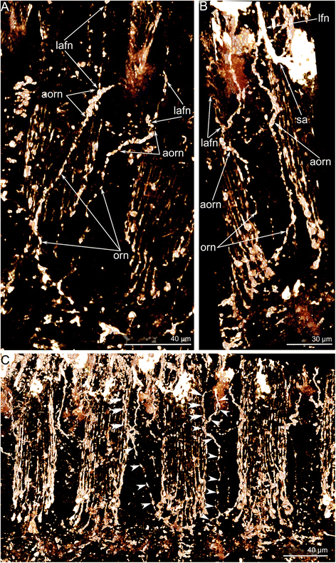 Fig. 10