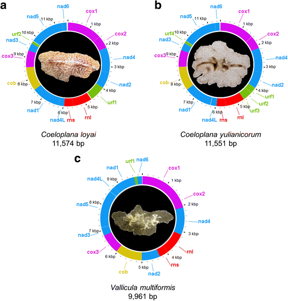 Fig. 1