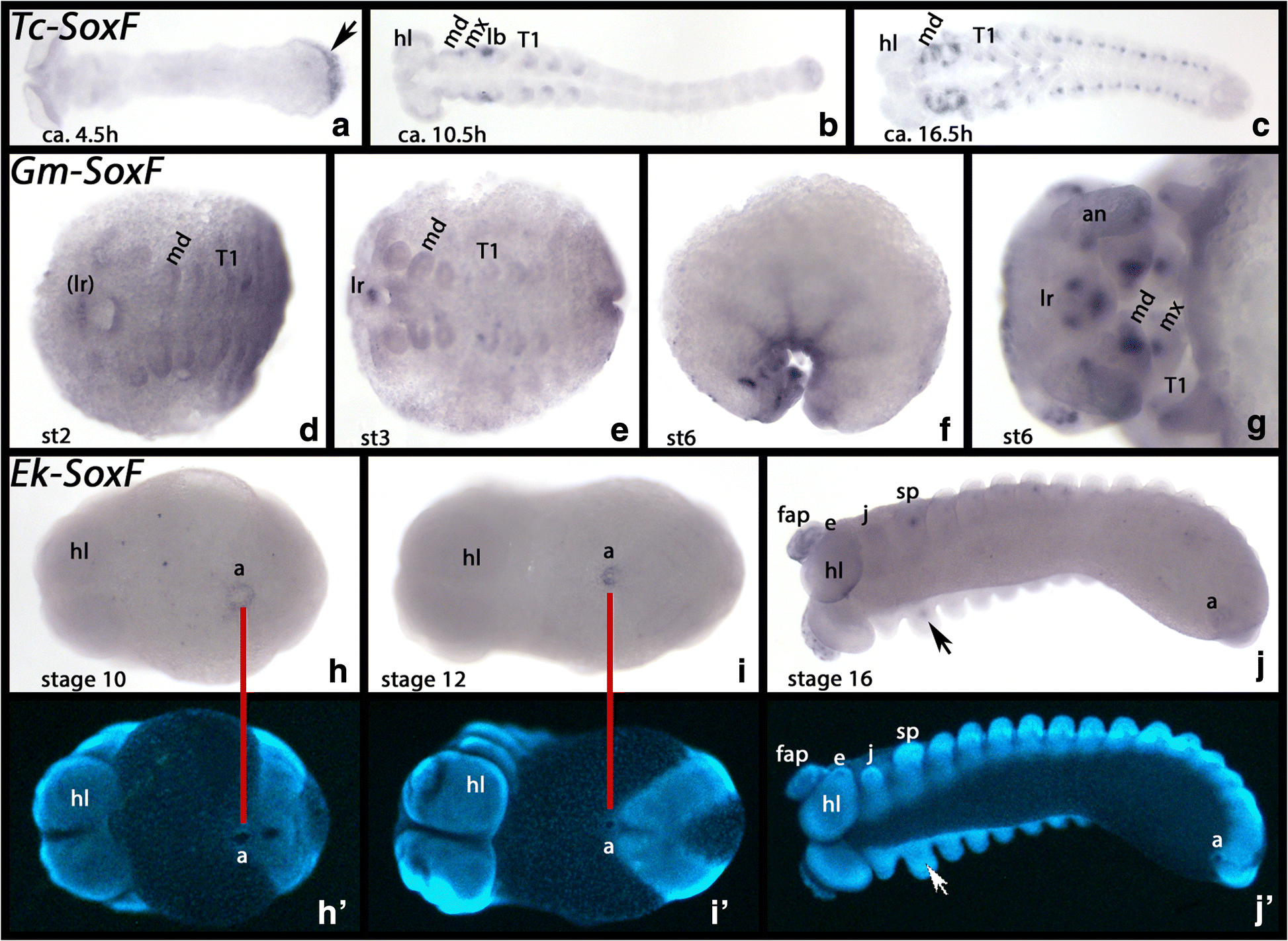 Fig. 8