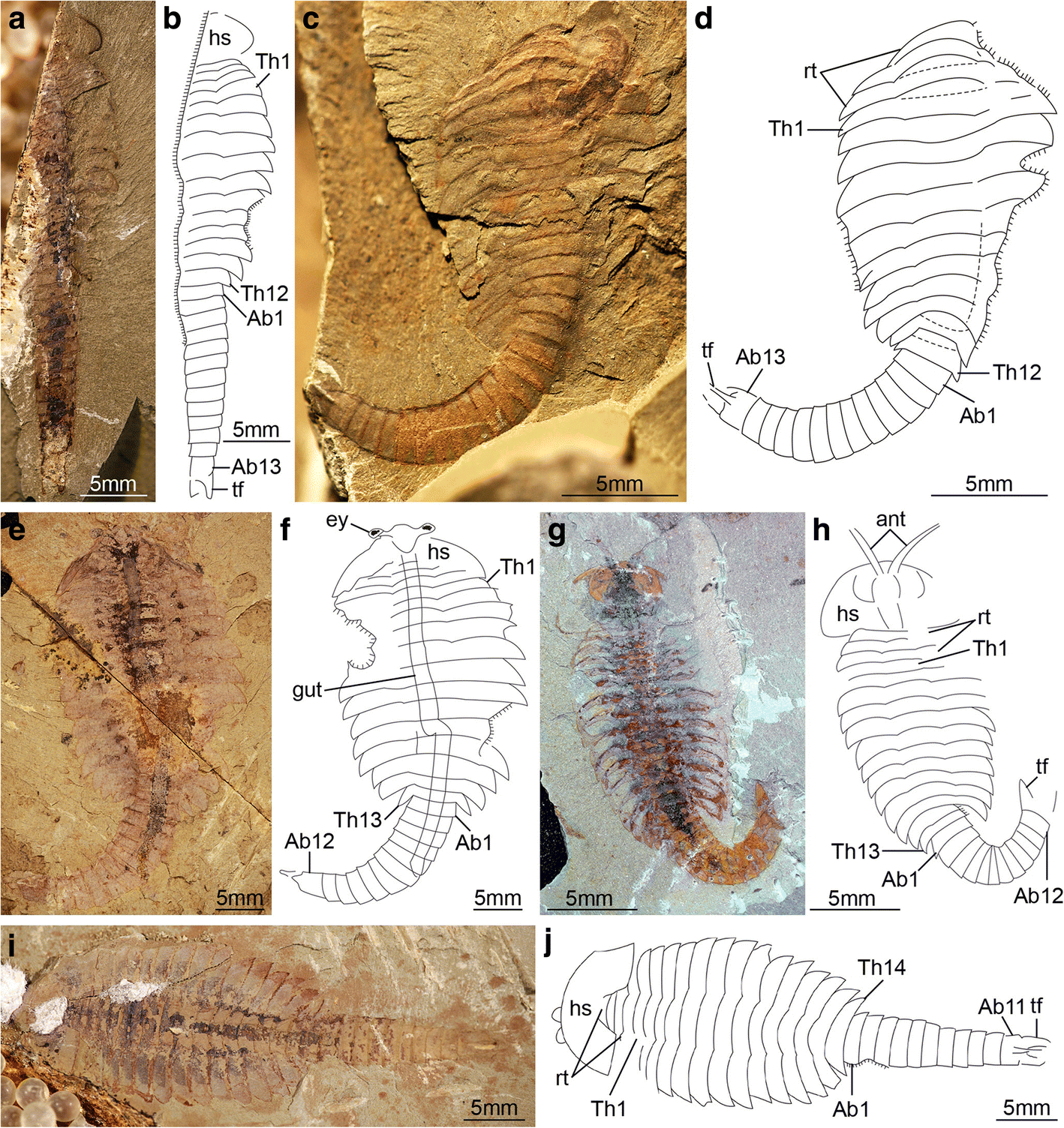 Fig. 6