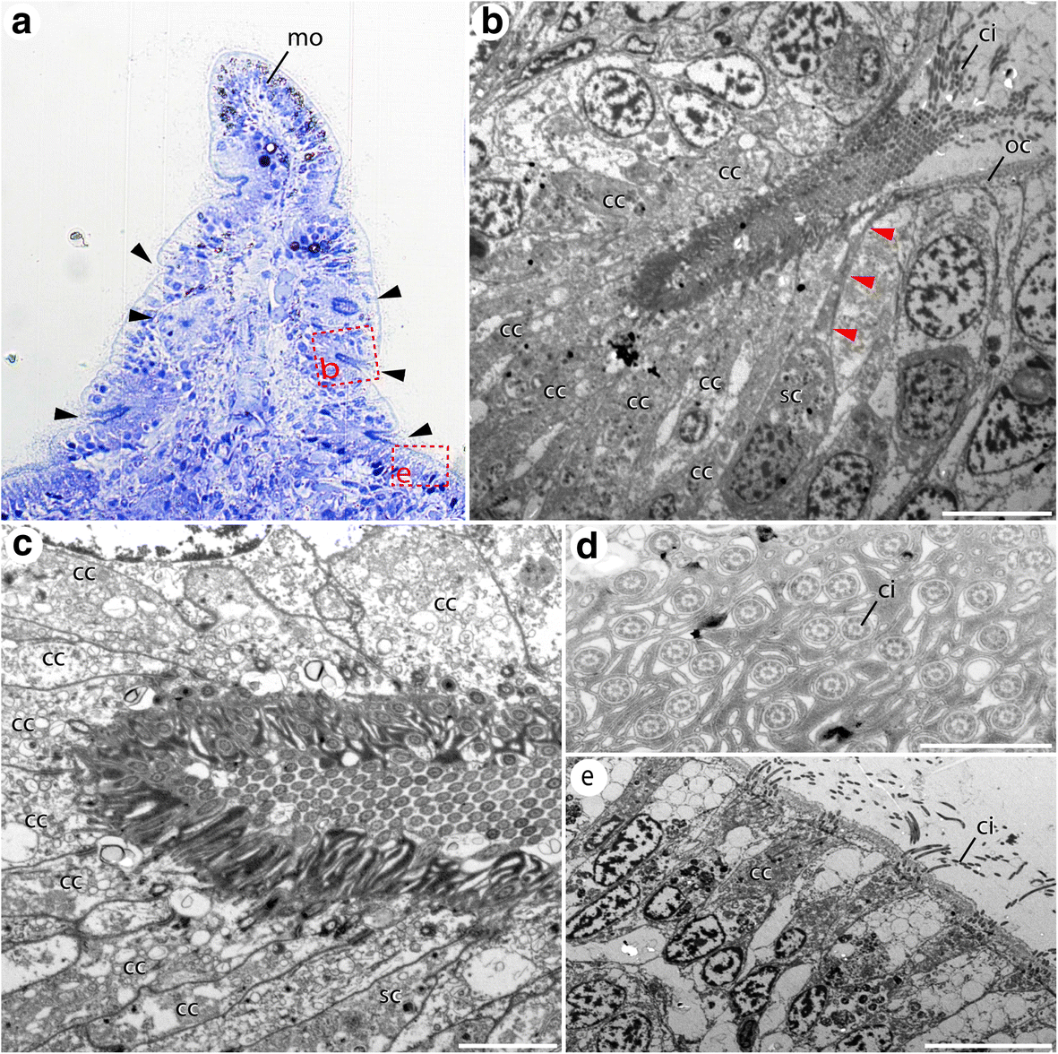 Fig. 5