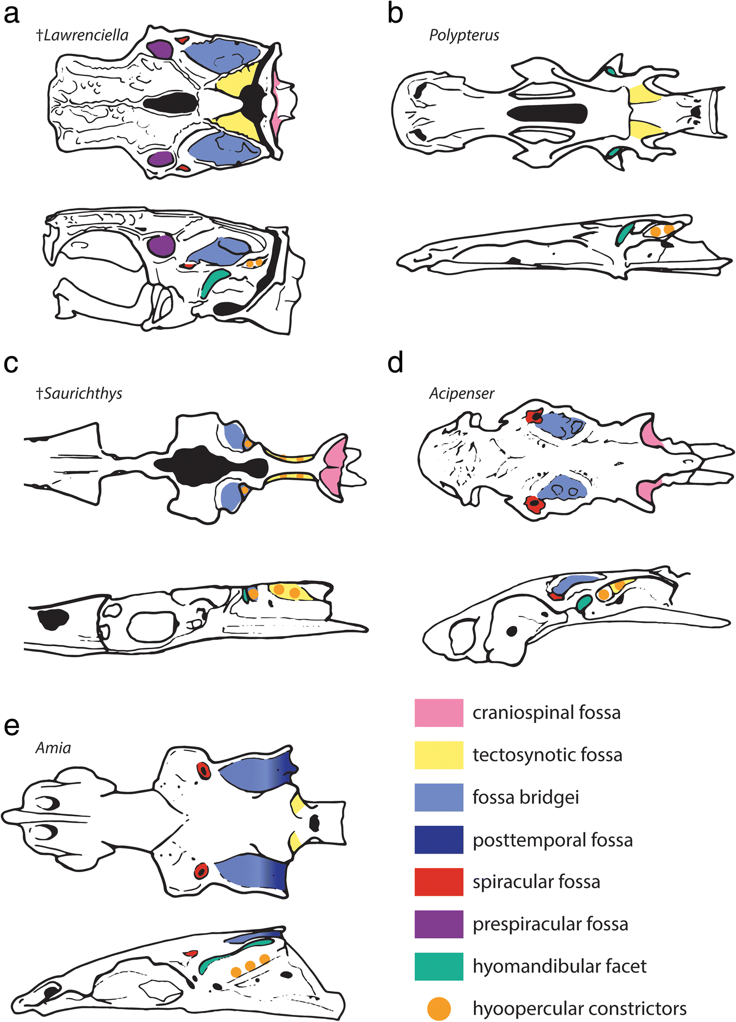 Fig. 16