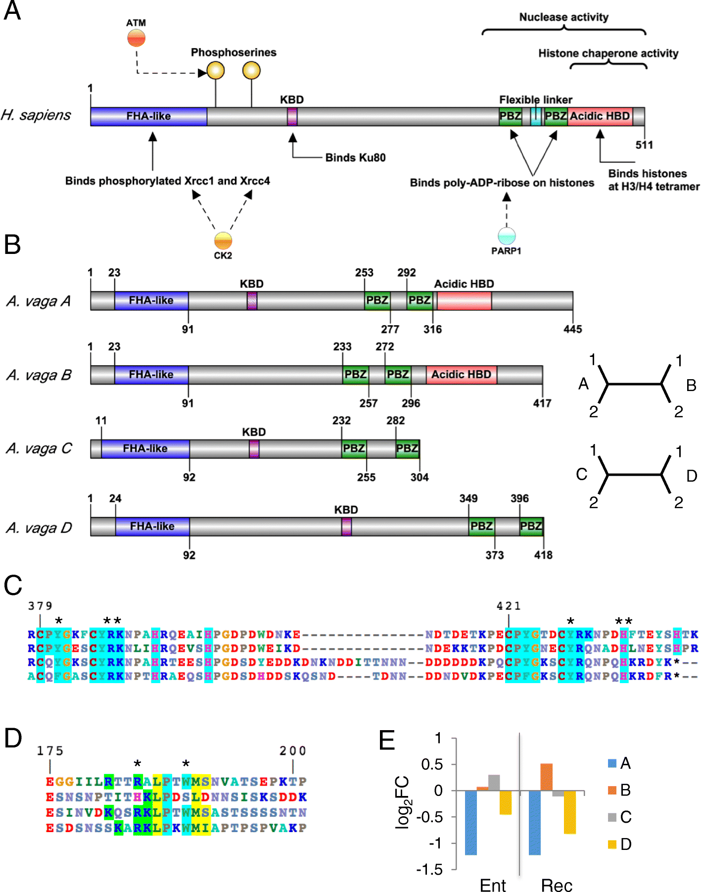 Fig. 12